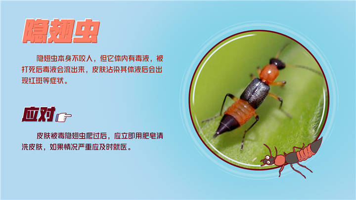 夏虫凶猛 这份防虫指南速速get 虫子