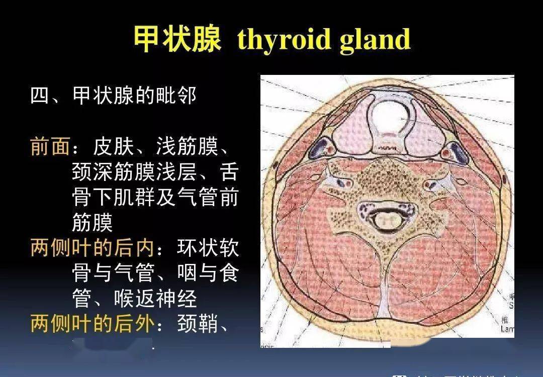 課件3d動畫詳解頸椎結構頸部解剖