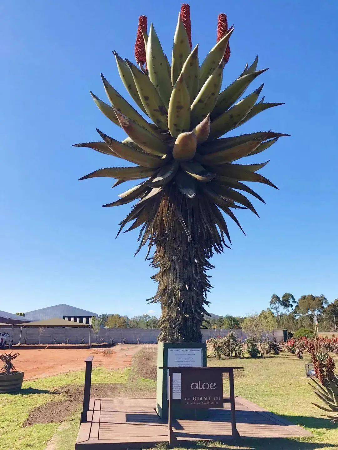 20倍修复力,补水界扛把子珍贵南非好望角芦荟2某书上还有很多忠粉和