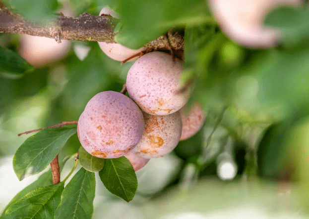 永泰这里的"酸甜滋味"即将归来,邀你7月去采摘._李子树