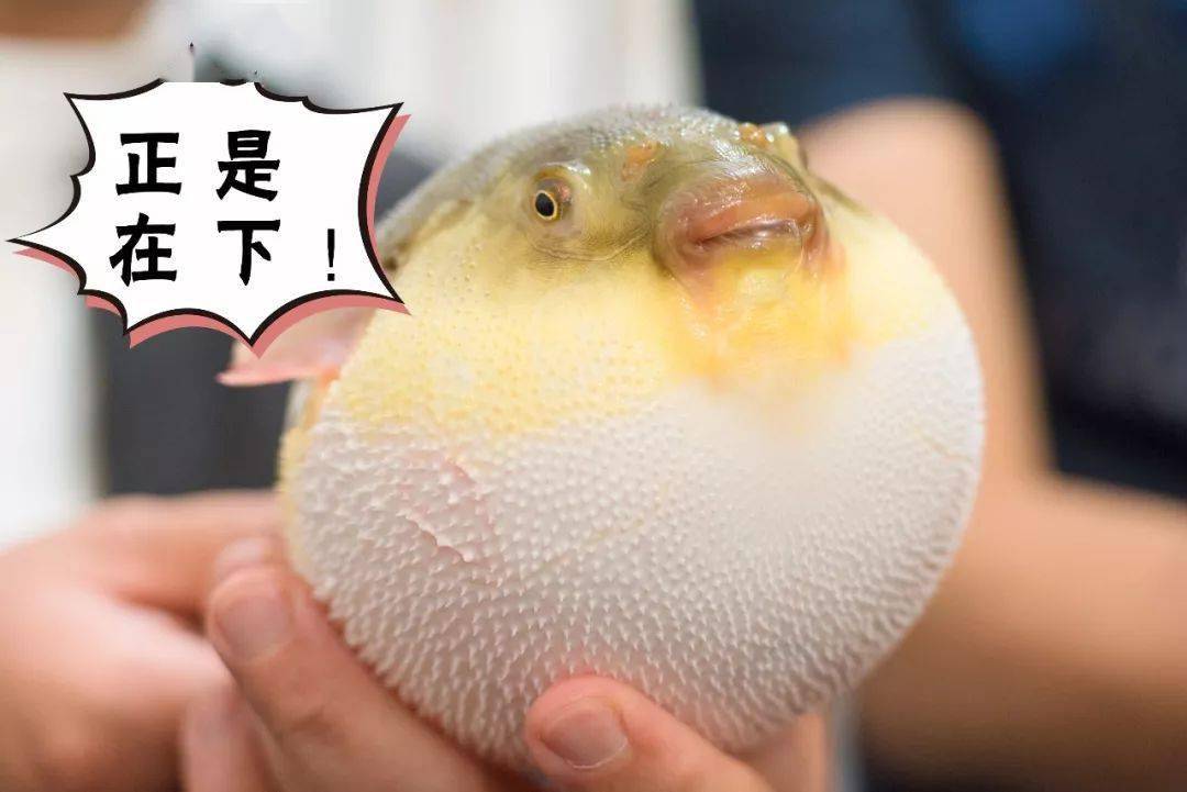 无特效解毒药!_河豚