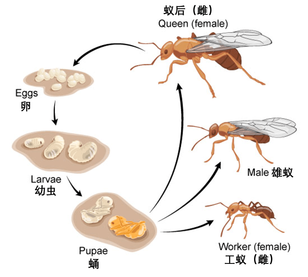 大车的轮毂为什么总是前凸后凹?