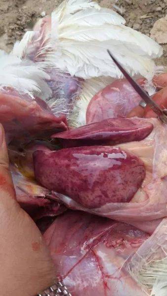 版主分享谈一下腺病毒感染值得一看