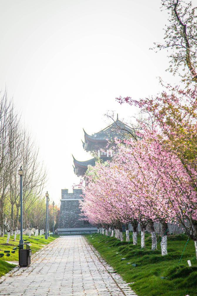萌娃赏花记|"樱"你相约在江苏盐城大洋湾的春光里_樱花