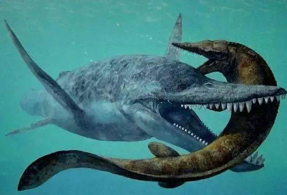 海洋科普1464从蜥蜴进化而来的海洋霸主沧龙