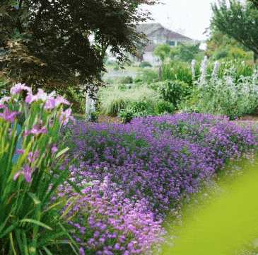 迷你又梦幻周围还开满了绣球花依托小山丘修建的1人高木质小屋花圃里
