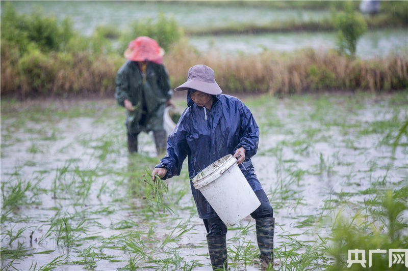 江西都昌雨中抛秧