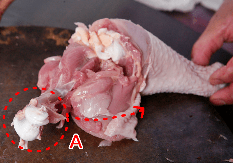 鸡腿的关节构造图图片