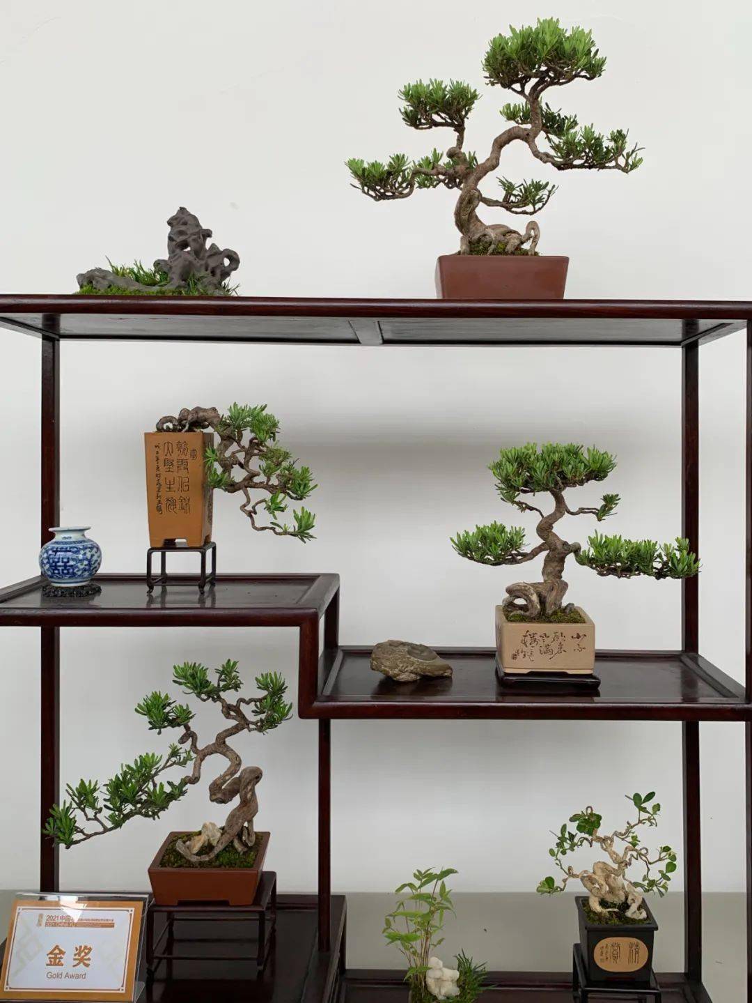 如派盆景如皋铂悦雅居杯第四赛段摄影大赛正式启动共赏立体的画