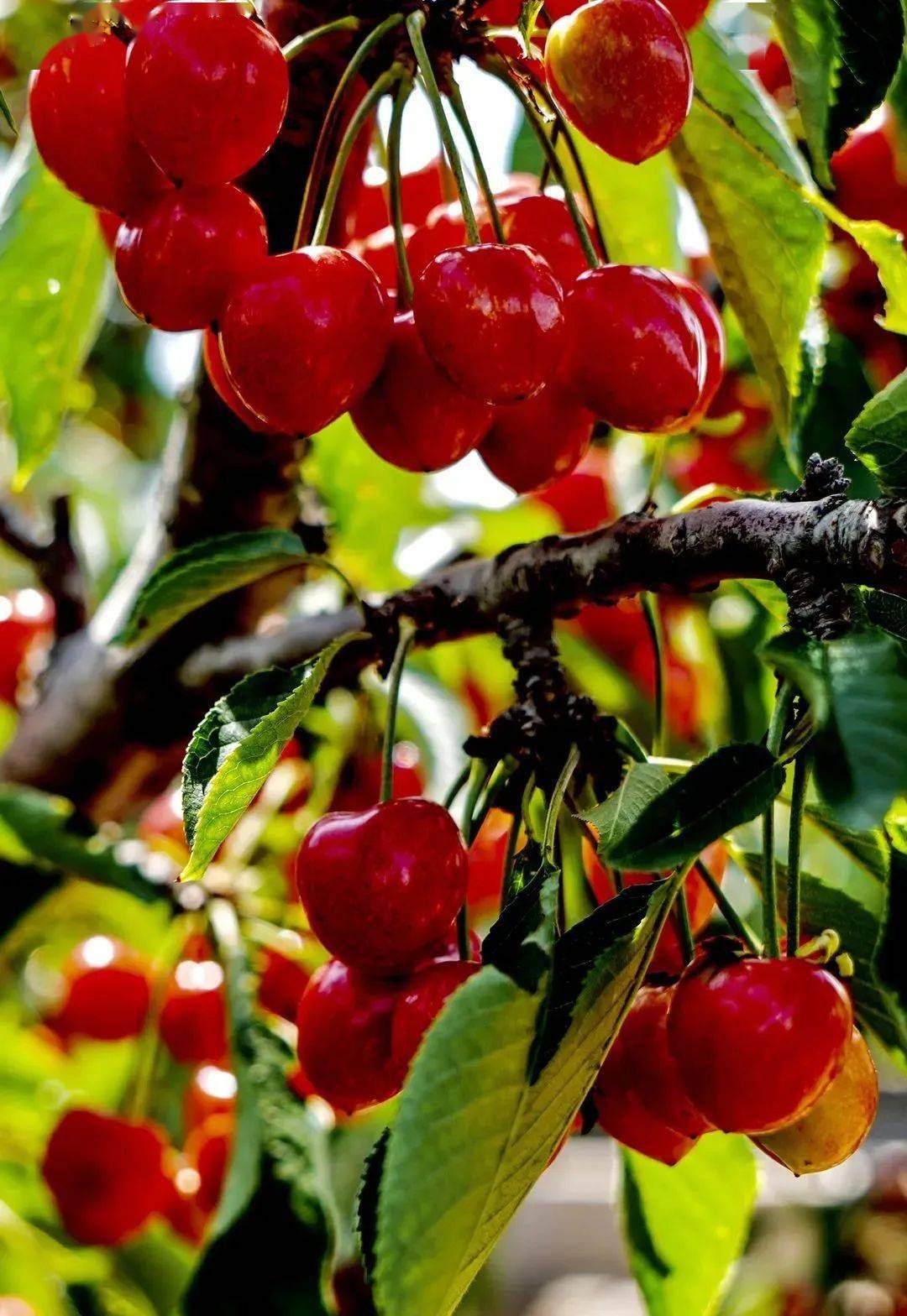 明日大连大樱桃采摘直播季启动预定您的直播闹钟