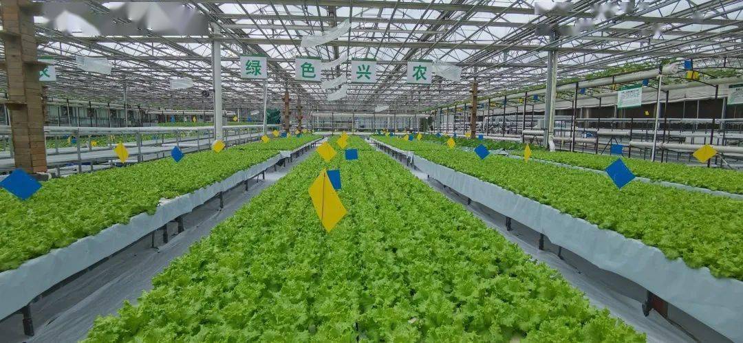 动态丨生产型无土栽培区今年增添新装备潮汐灌溉系统