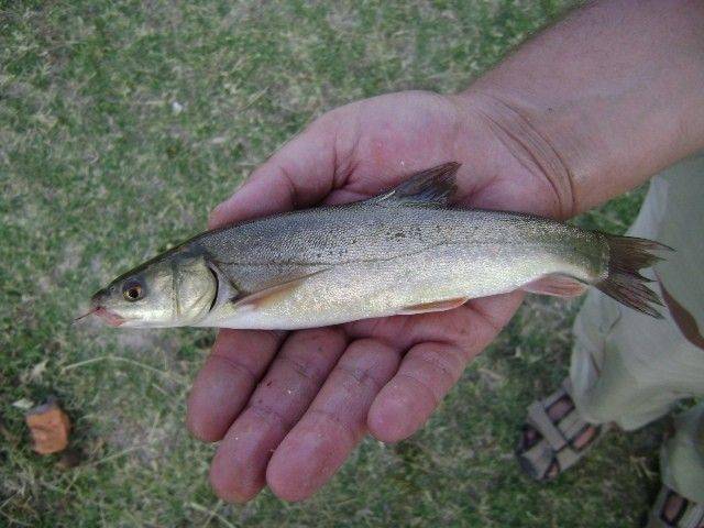 泸沽湖的财产曾经年产50万斤鱼能否改造成人工鱼库