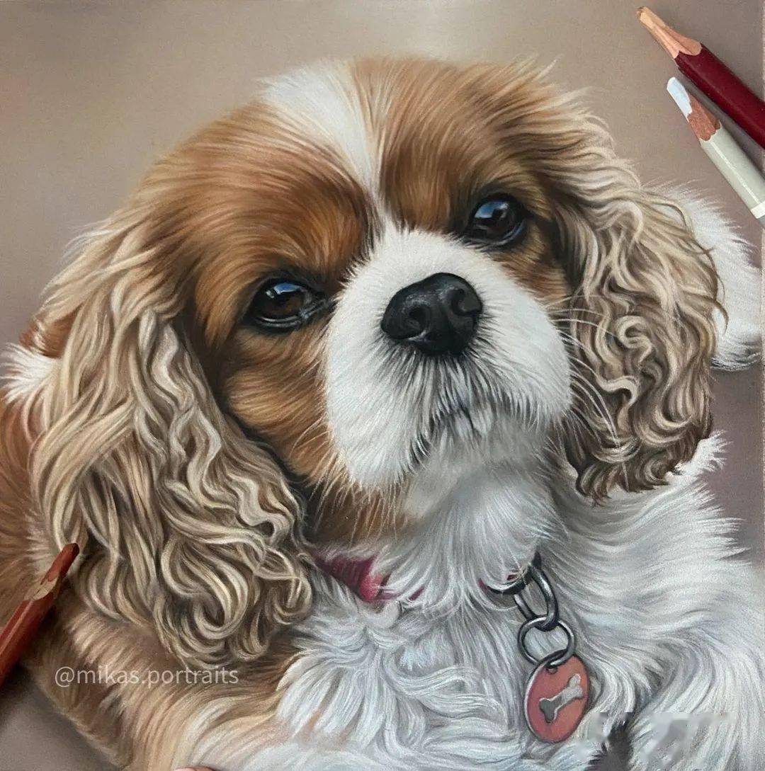 超写实彩铅狗狗手绘,太厉害了!
