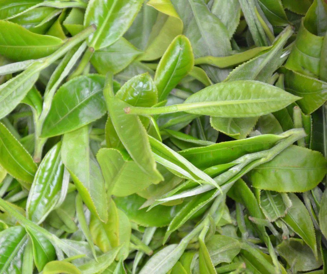 了十分眼红,都是云南大叶种,水土都差不多,凭啥你的叶子就能卖这么贵