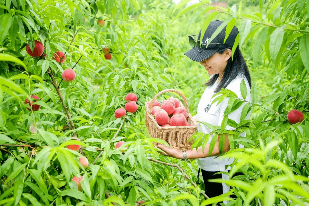 蔬果采摘