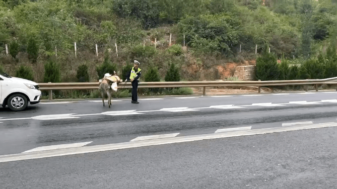 直击现场丨小犟驴高速撒欢交警秒变驴倌