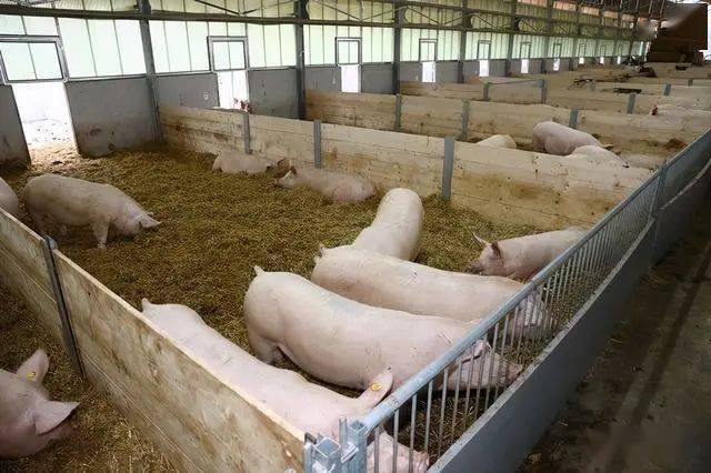 荷兰猪饲养场图片