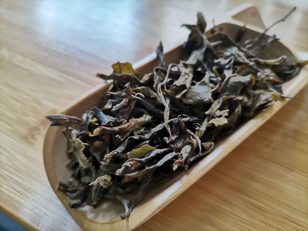 总第2518期麻栗树的金叶子