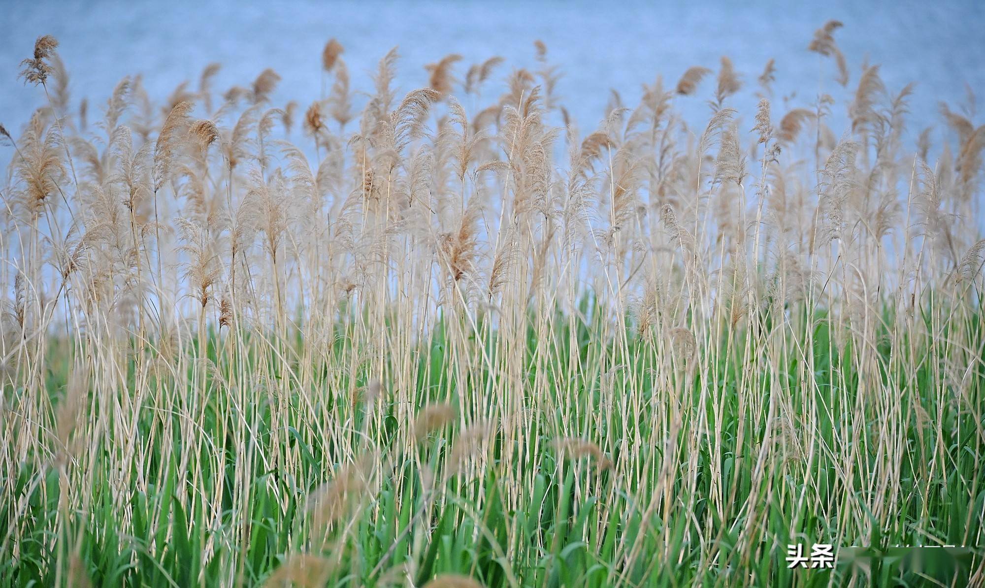 湖边的芦苇,青黄相接
