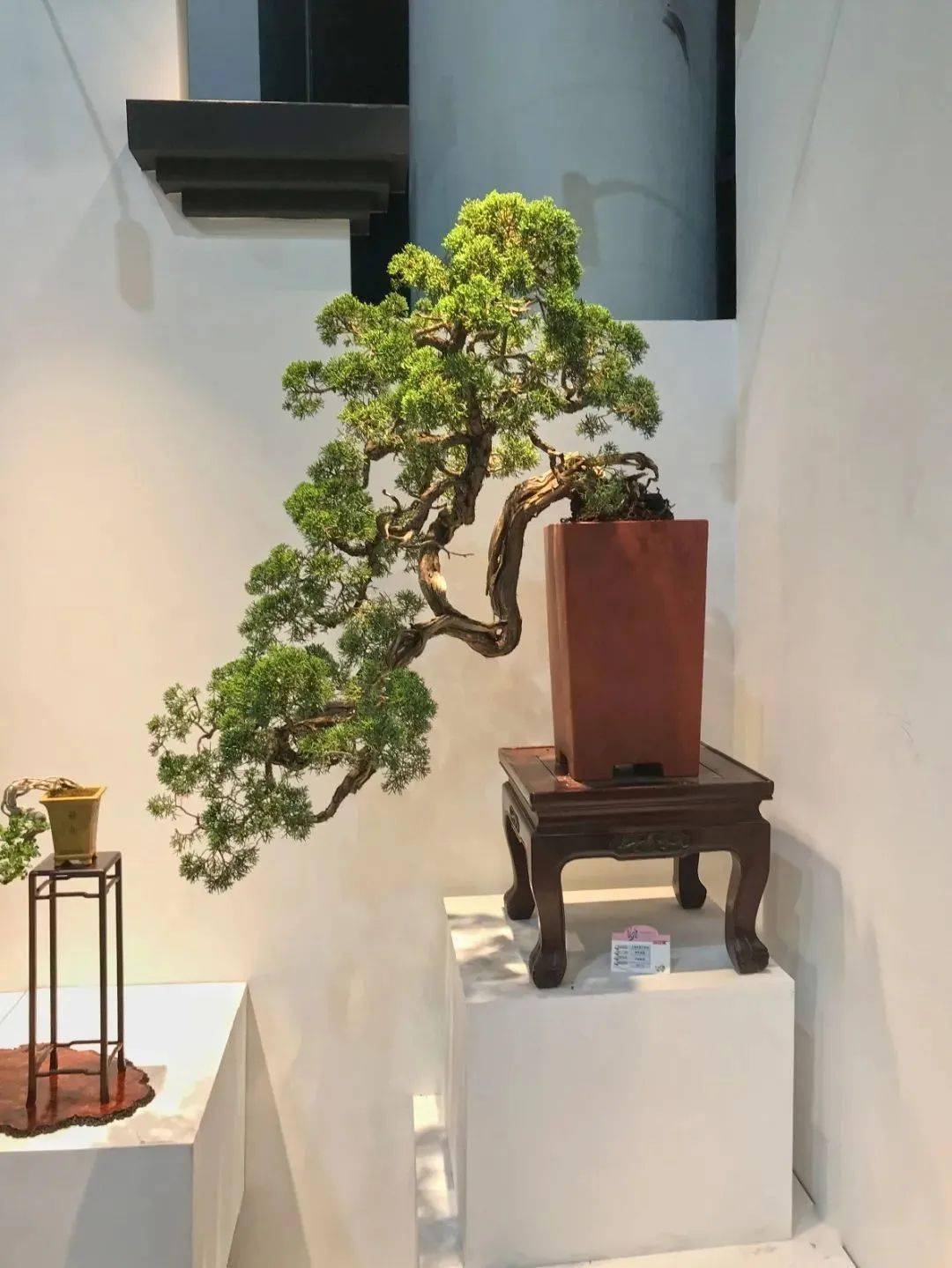 海派盆景扮靓花博会