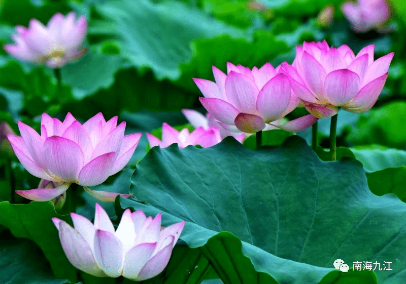 "荷"我一起云赏九江花海→_荷花