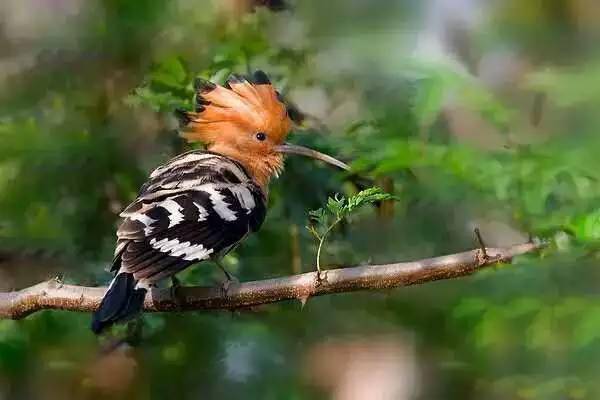 宋画里的花鸟精致细腻