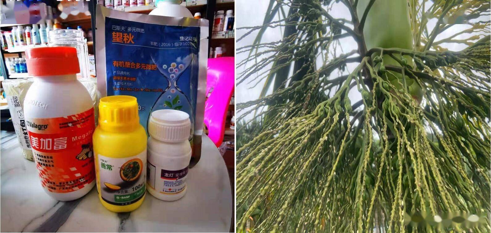 6月份槟榔落花落果原因及建议保花保果措施