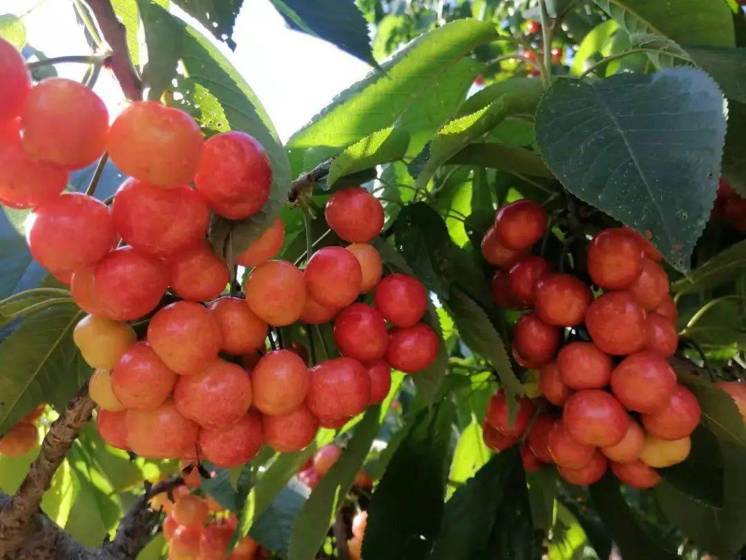金叵罗樱桃皮薄肉厚多汁,再不来采摘就没啦!