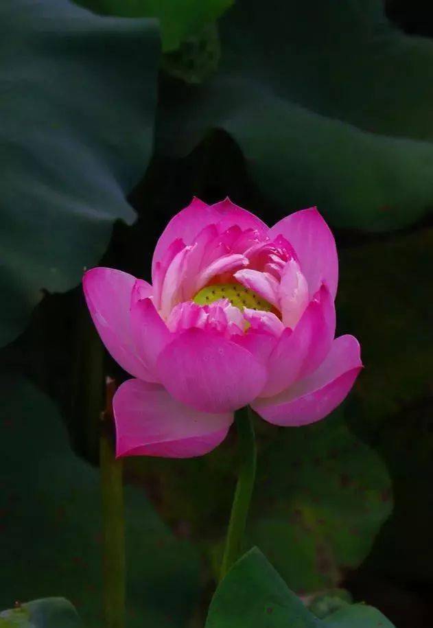 荷塘月色曲谱完整版教唱_荷塘月色曲谱