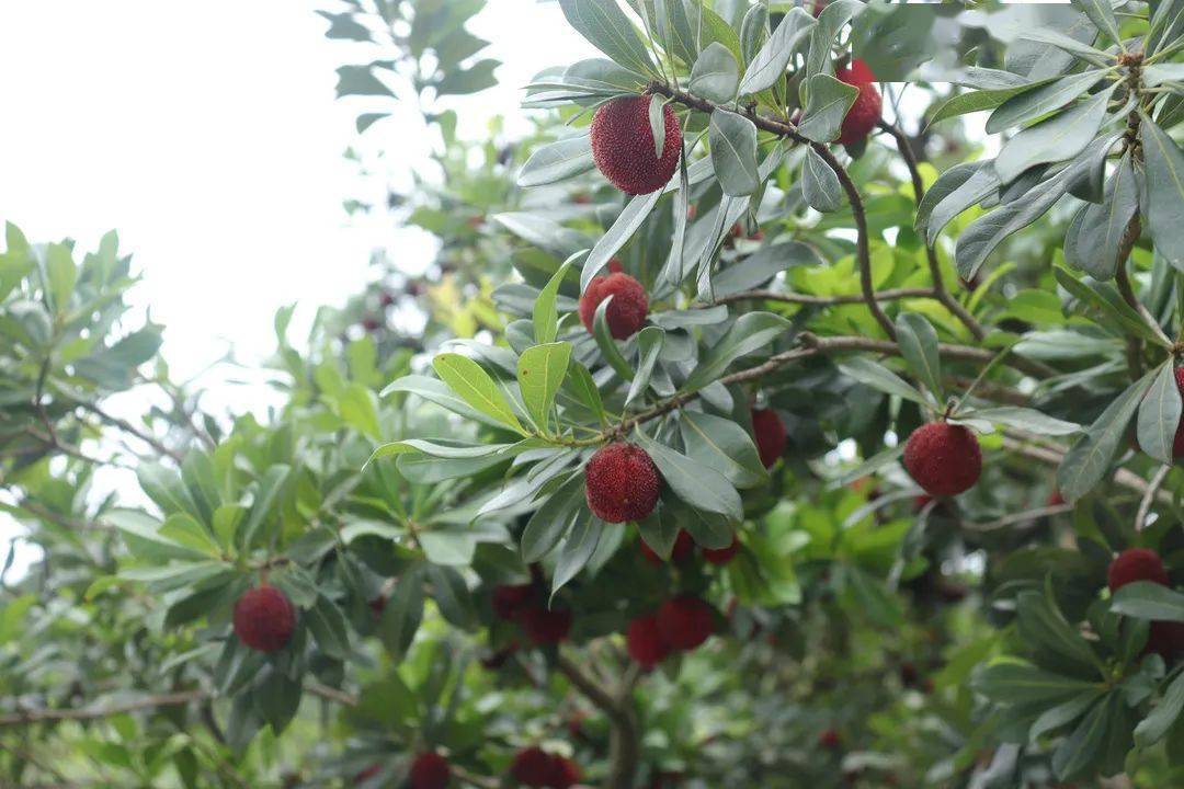 每公斤收购价70元临海杨梅减产不减收预计销售额达6000多万元