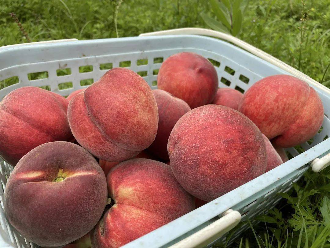 桃不掉的诱惑快来水塘摘桃子