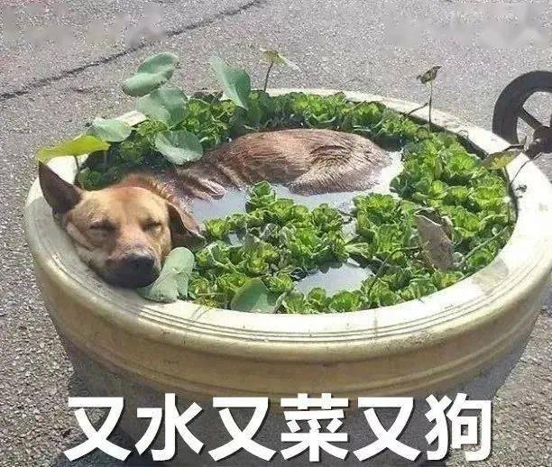 搞笑表情包动图