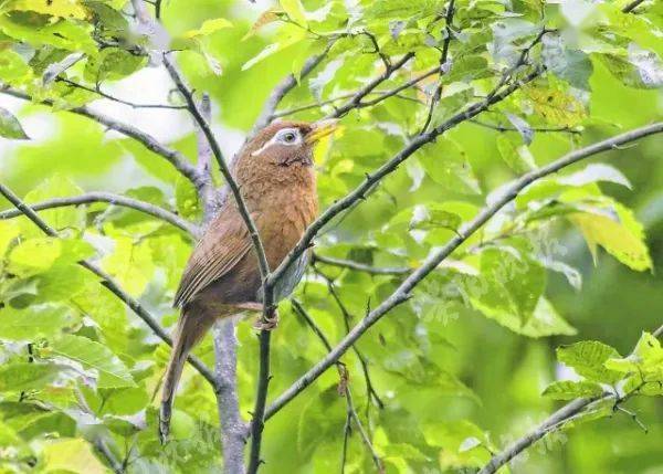 画眉鸟 匡中帆 摄