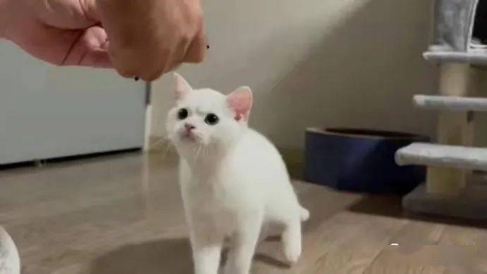 猫去世怎么发朋友圈 55fbd33f5b6d40269fb72554ff120fd9.jpeg