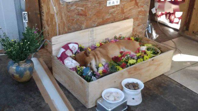 柴犬在下午12点50分去世,并回到了他"最喜欢的(红薯)店".