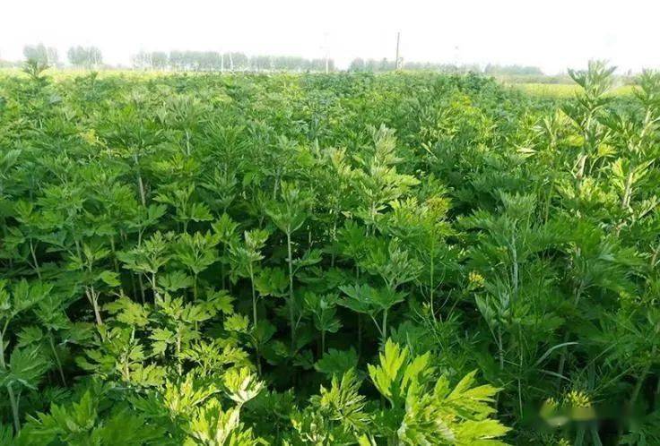 灵台:500亩艾草喜获丰收_种植