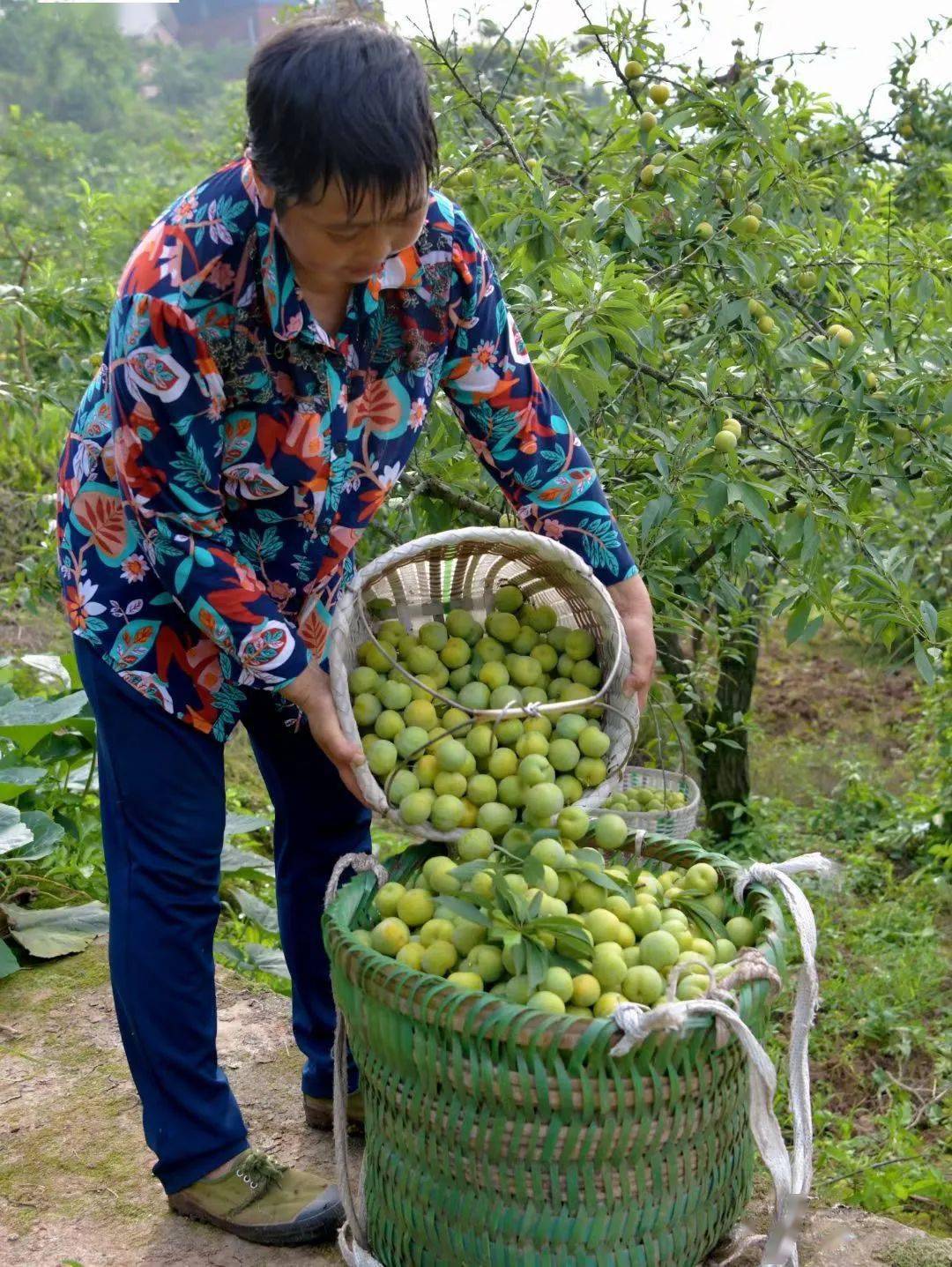 味美价廉,鱼洞百胜李子熟啦!_江安李