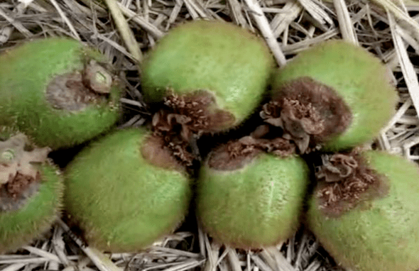 夏季雨后猕猴桃灰霉病爆发,你家果子也有这种症状嘛?