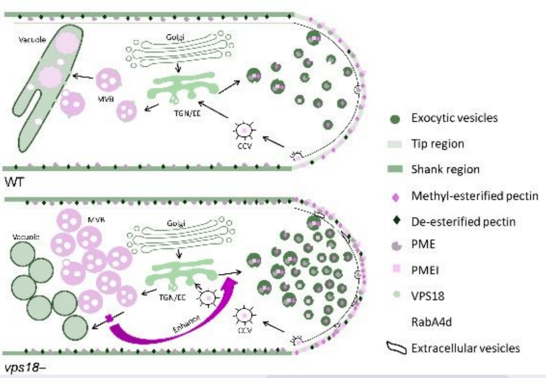 plantcell北京大學瞿禮嘉鐘聲科研團隊揭示vps18調控花粉管發育新機制