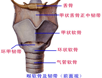 气管软骨环解剖位置图片