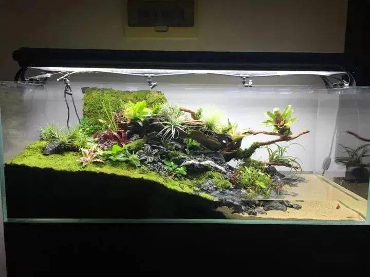 圆缸改造水陆缸造景尝试分享一些我喜欢的大型水陆雨林缸!
