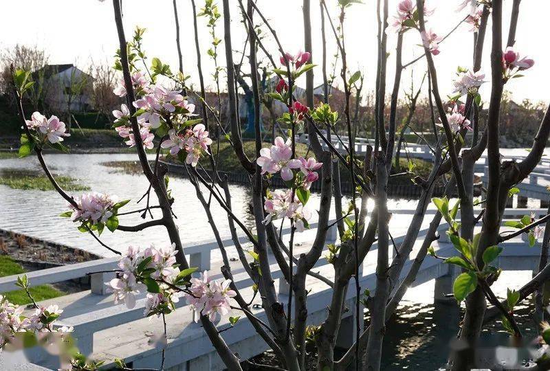 海棠花開醉美風景鹽城中華海棠園