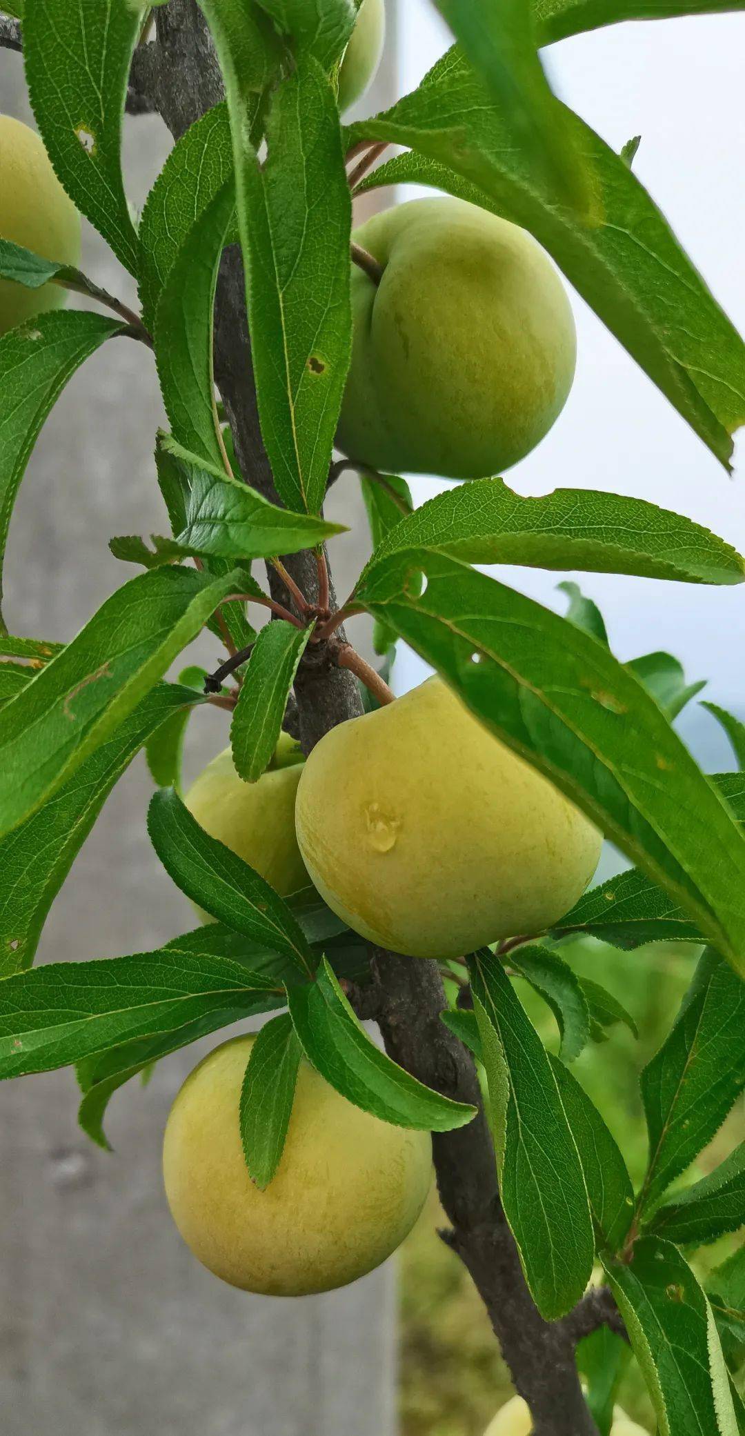 姜家的蜂糖李成熟了,19日开园!_李子树