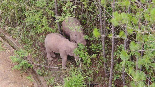 【跟着大象逛云南·"象"滇记 ②】普洱:"象"见恨晚的地方
