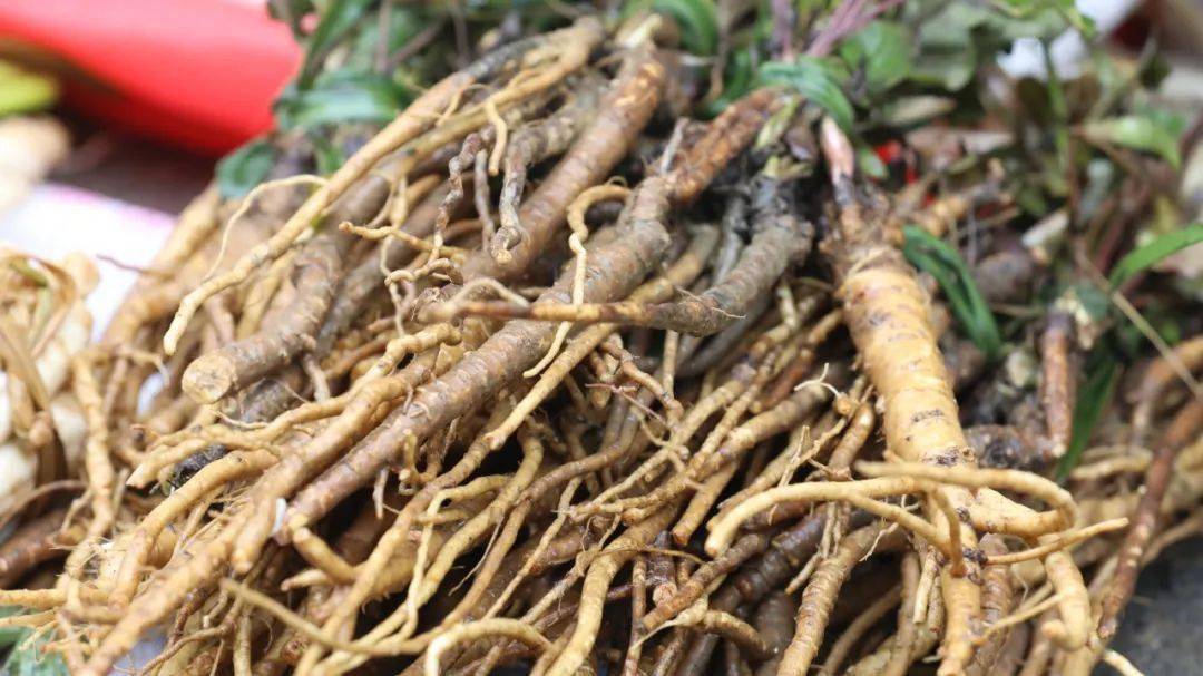 "这个叫茴香根,这个是小鸡腿,这个是羊山草根用来煮鸡吃,起到一种补