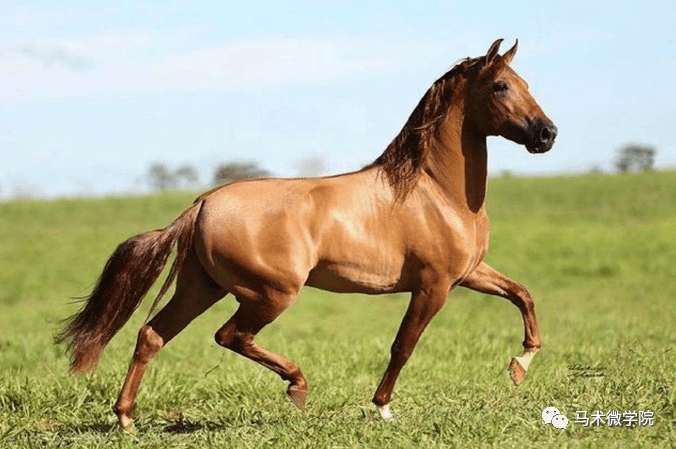 巴西国马曼加拉加马查多尔马