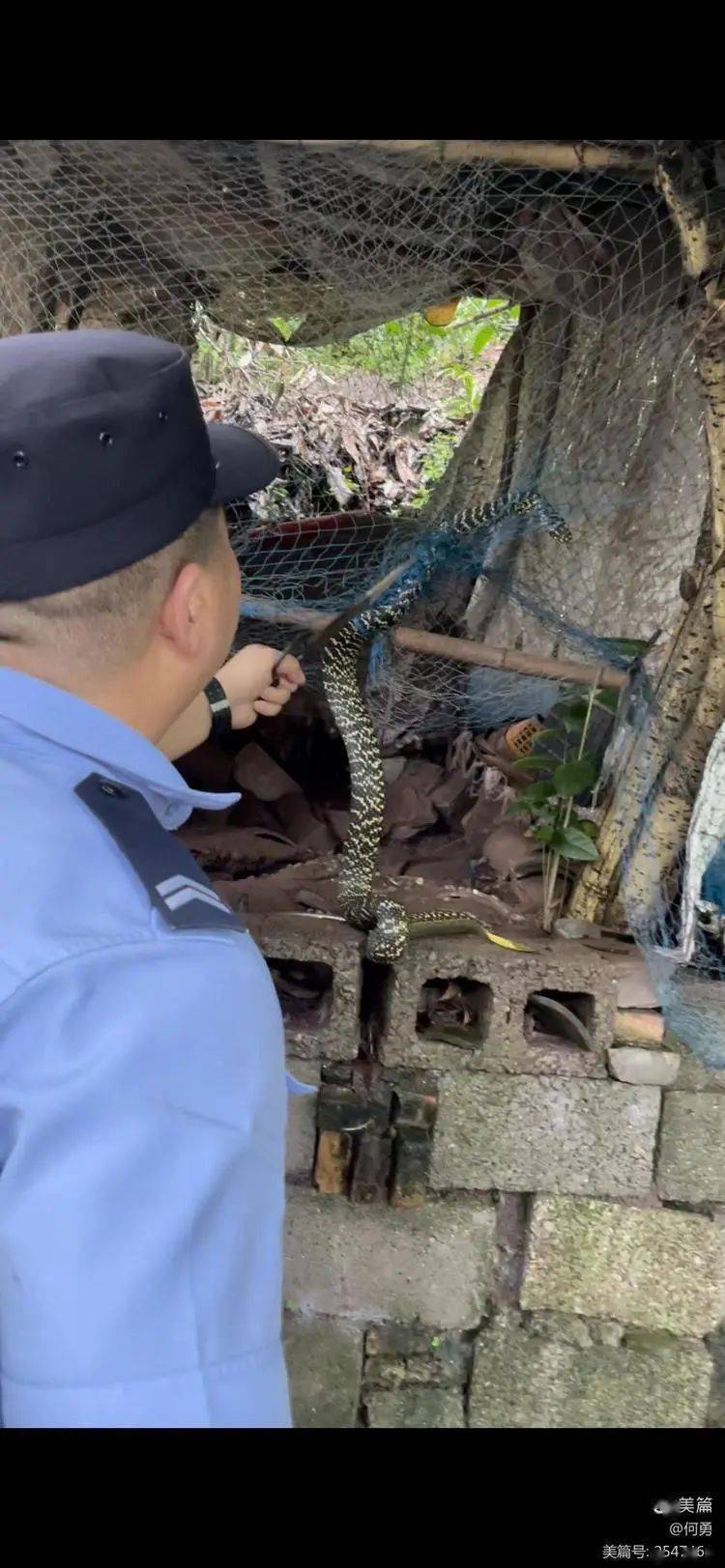 害怕汉中一3米多长大蛇自投罗网