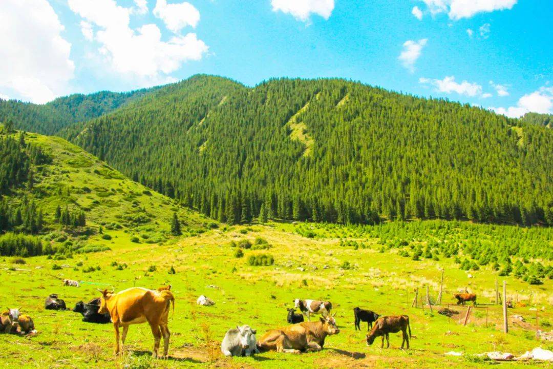 巴音阿门山林无声却道夏日长