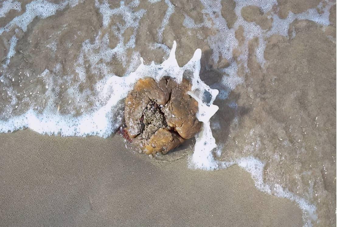 中东渔民捡到127公斤龙涎香价值近千万龙涎香为何这么贵