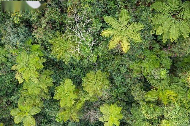 跟著大象看生態雲南保山龍陵有片桫欏群